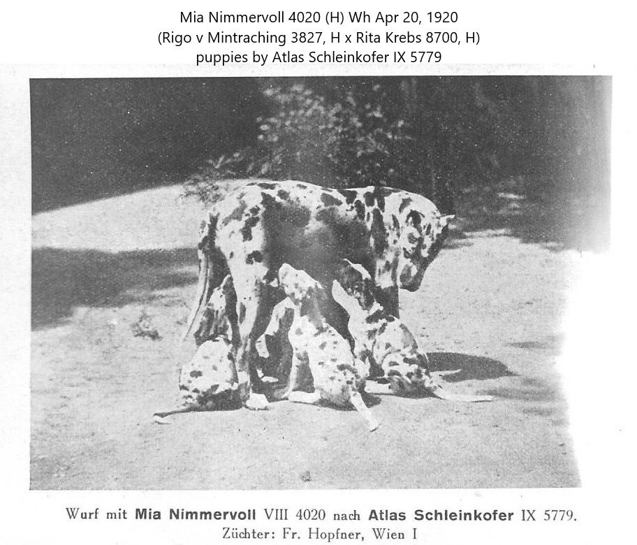 Mia Nimmervoll